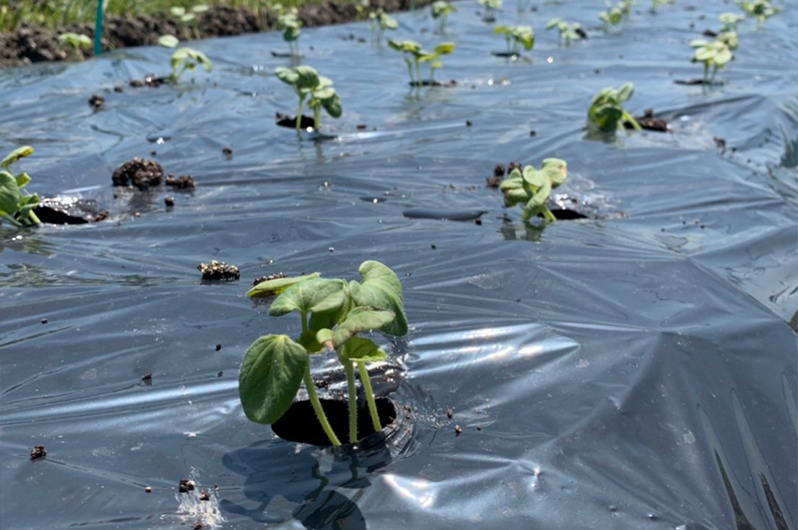 次郎の里農場イメージ